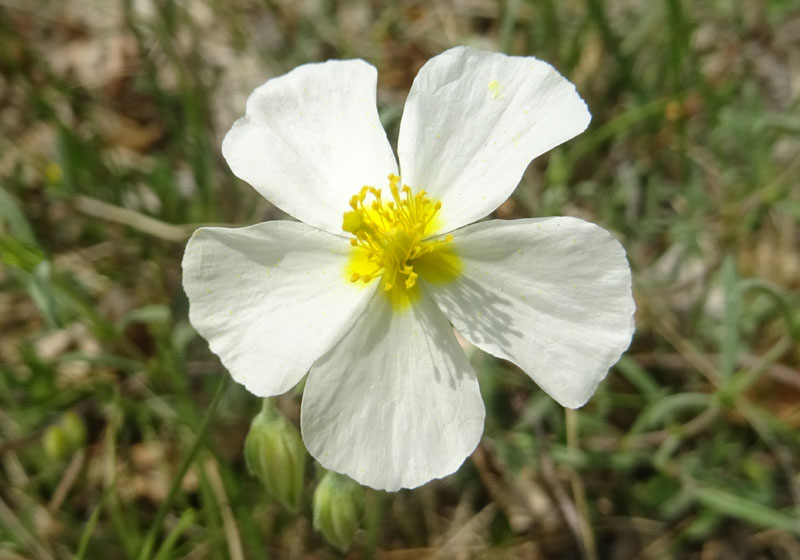 Helianthemum apenninum (L.) Mill. (Cistaceae)